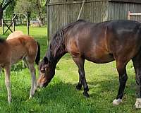 5-hand-quarter-pony