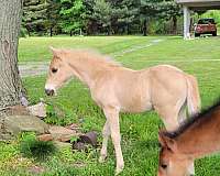 4-hand-quarter-pony-colt