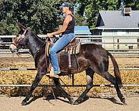 bay-ridden-english-horse