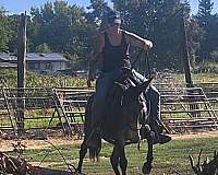 bay-trail-riding-horse