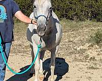 grey-paint-quarter-horse