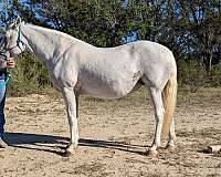 natural-horsemanship-training-quarter-horse