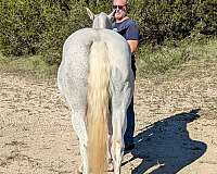 trail-riding-quarter-horse