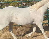 grey-paint-quarter-horse