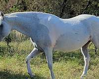 natural-horsemanship-training-quarter-horse