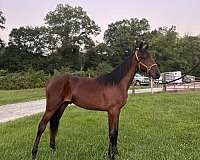 14-hand-single-footing-colt