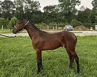 bay-single-footing-colt