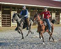 bay-single-footing-horses-for-sale