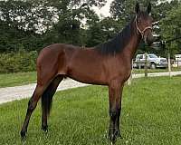 stallion-single-footing-horse