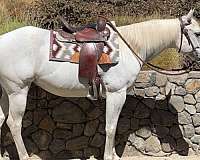 quarter-horse-for-sale