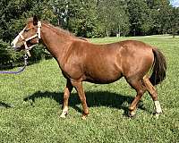 chestnut-hackney-pony