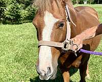 crossbred-pony-mare