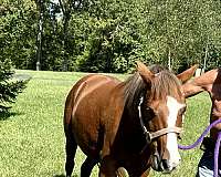 crossbred-pony-for-sale