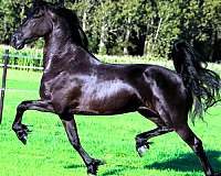 black-le-horse