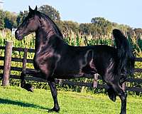 black-none-horse