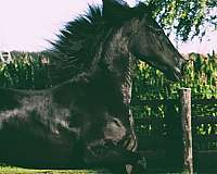 friesian-horse