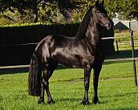 friesians-horse