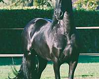 friesian-horses