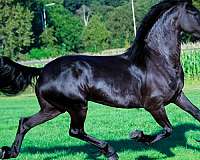 friesian-for-sale-horse