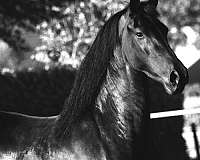 f-riesians-for-sale-friesian-horse