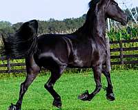 friesian-dressage-horse