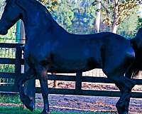 friesian-sporthorse-horse