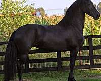 friesian-broodmare-horse