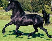 friesian-stallion-horse