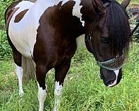 beginner-canadian-gypsy-vanner-horse