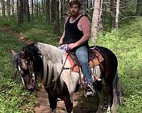 barrel-canadian-gypsy-vanner-horse