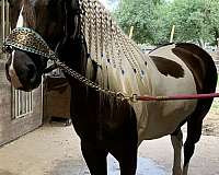 barrel-racing-canadian-gypsy-vanner-horse