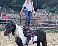 cross-canadian-gypsy-vanner-horse