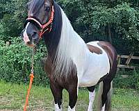 dressage-canadian-gypsy-vanner-horse