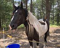 eventing-canadian-gypsy-vanner-horse