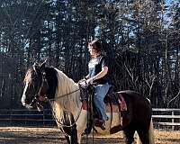 jumping-canadian-gypsy-vanner-horse