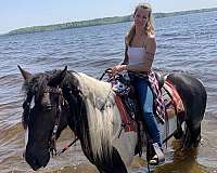 racing-canadian-gypsy-vanner-horse