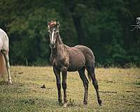 smokey-black-friesian-colt