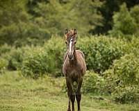 16-hand-smokey-black-horse