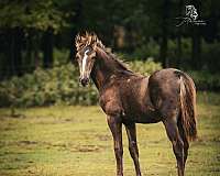 16-hand-friesian-colt