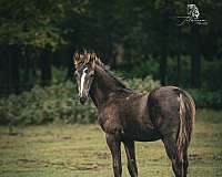 smokey-black-colt-for-sale