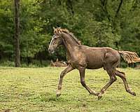 16-hand-friesian-horse