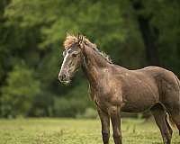 smokey-black-friesian-horse