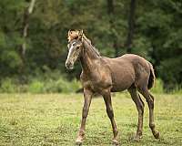 smokey-black-friesian