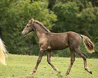 smokey-black-colt