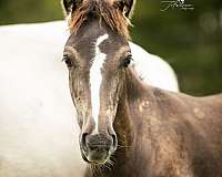 friesian-colt