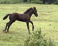 15-hand-friesian-colt