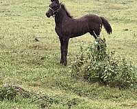 black-friesian-colt