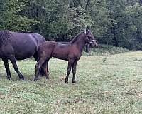 black-colt-for-sale