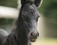 15-hand-friesian-pony