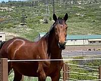 star-rh-white-coronet-heel-horse